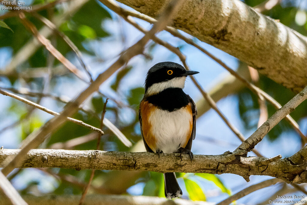 Cape Batis male adult