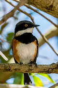 Cape Batis