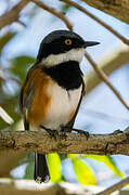 Cape Batis