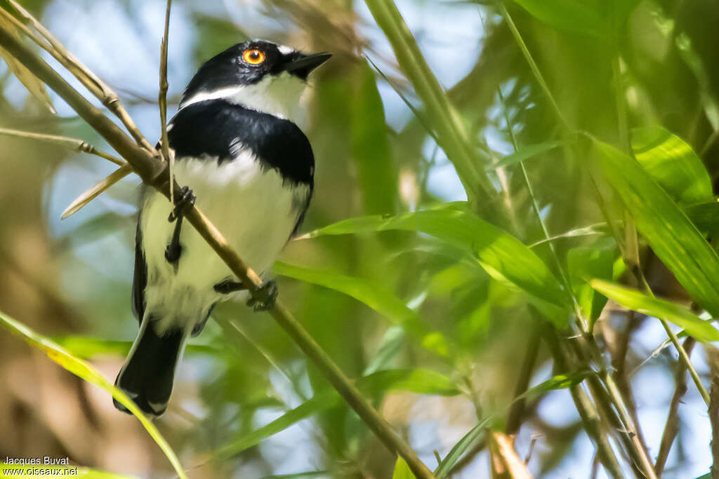 Pririt du Ruwenzori mâle adulte, identification