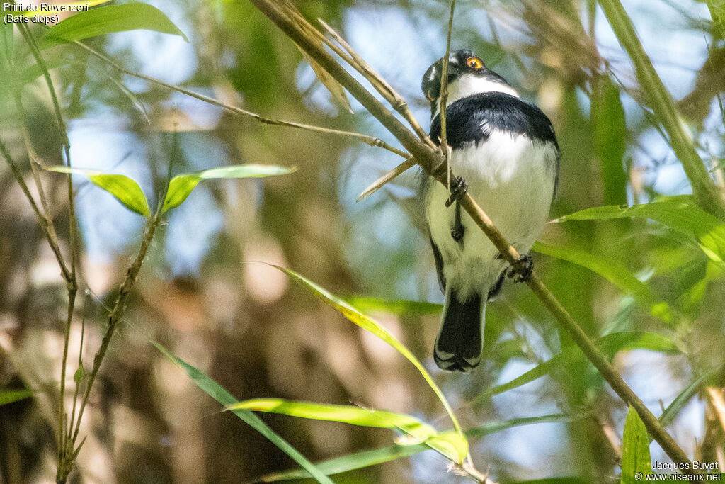 Rwenzori Batis male adult