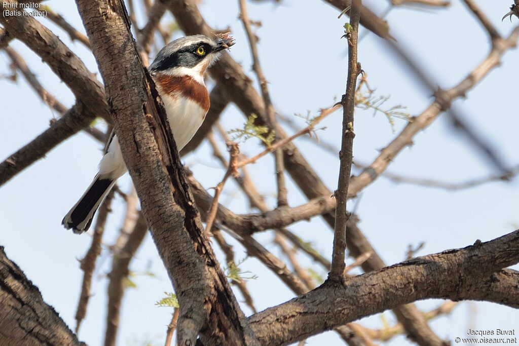 Chinspot Batis