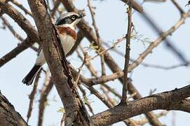 Chinspot Batis