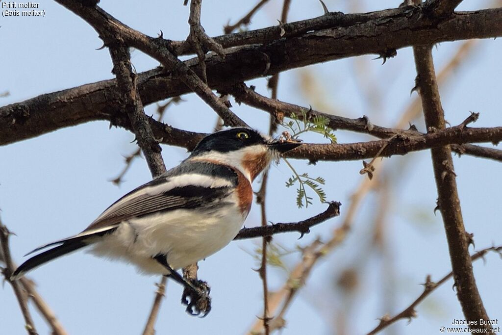 Chinspot Batisadult