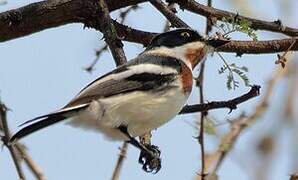 Chinspot Batis