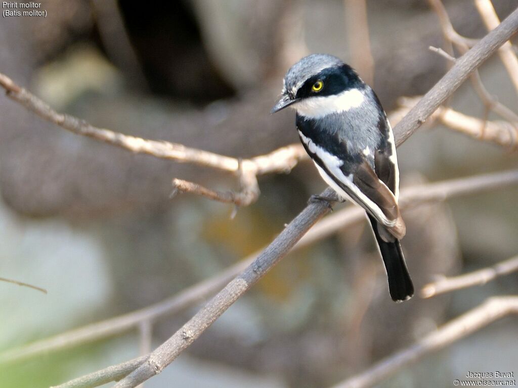 Chinspot Batis male adult