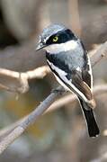 Chinspot Batis