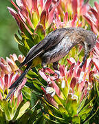 Cape Sugarbird