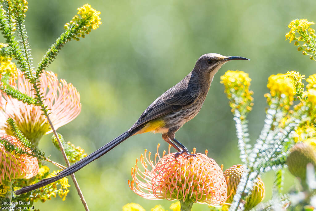 Cape Sugarbird female adult, identification