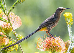 Cape Sugarbird