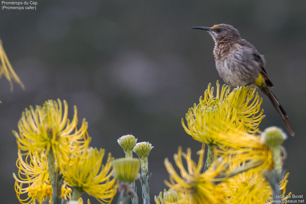 Cape Sugarbird female adult