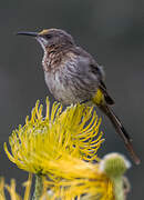 Cape Sugarbird