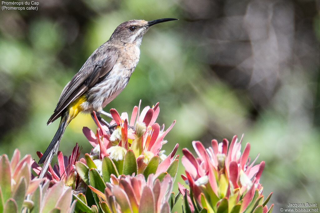 Cape Sugarbird female adult