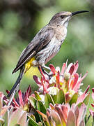 Cape Sugarbird