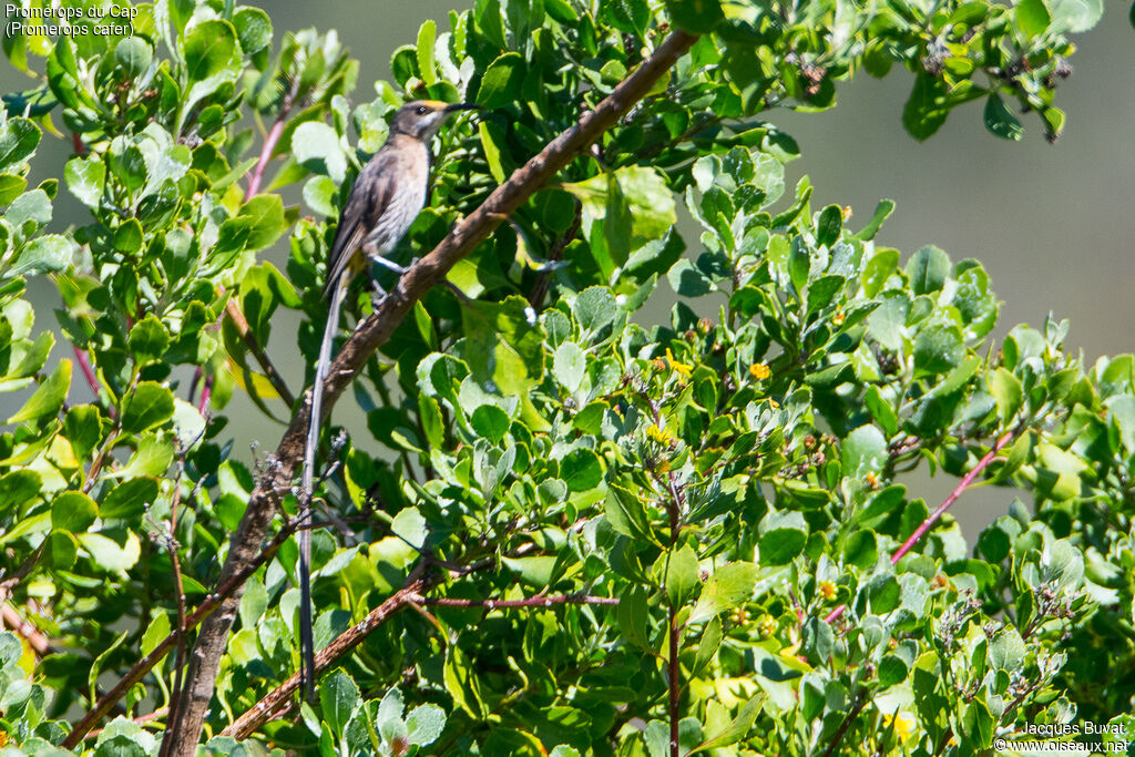 Cape Sugarbird male adult