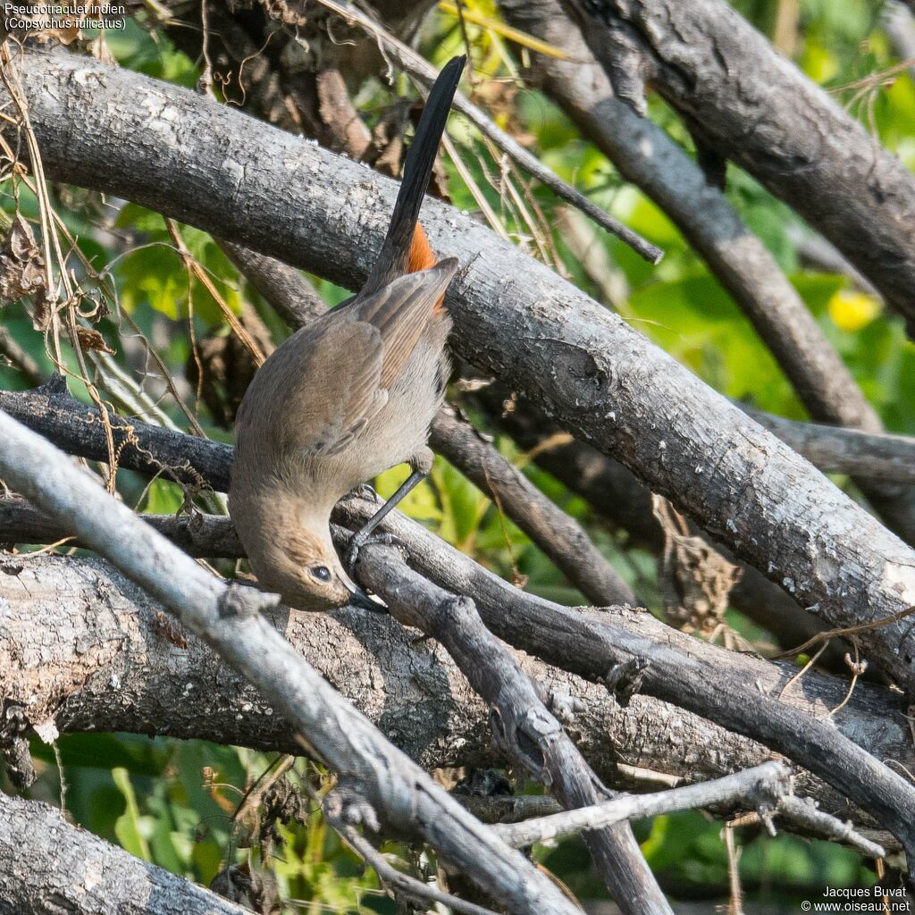 Indian Robin