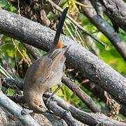 Indian Robin