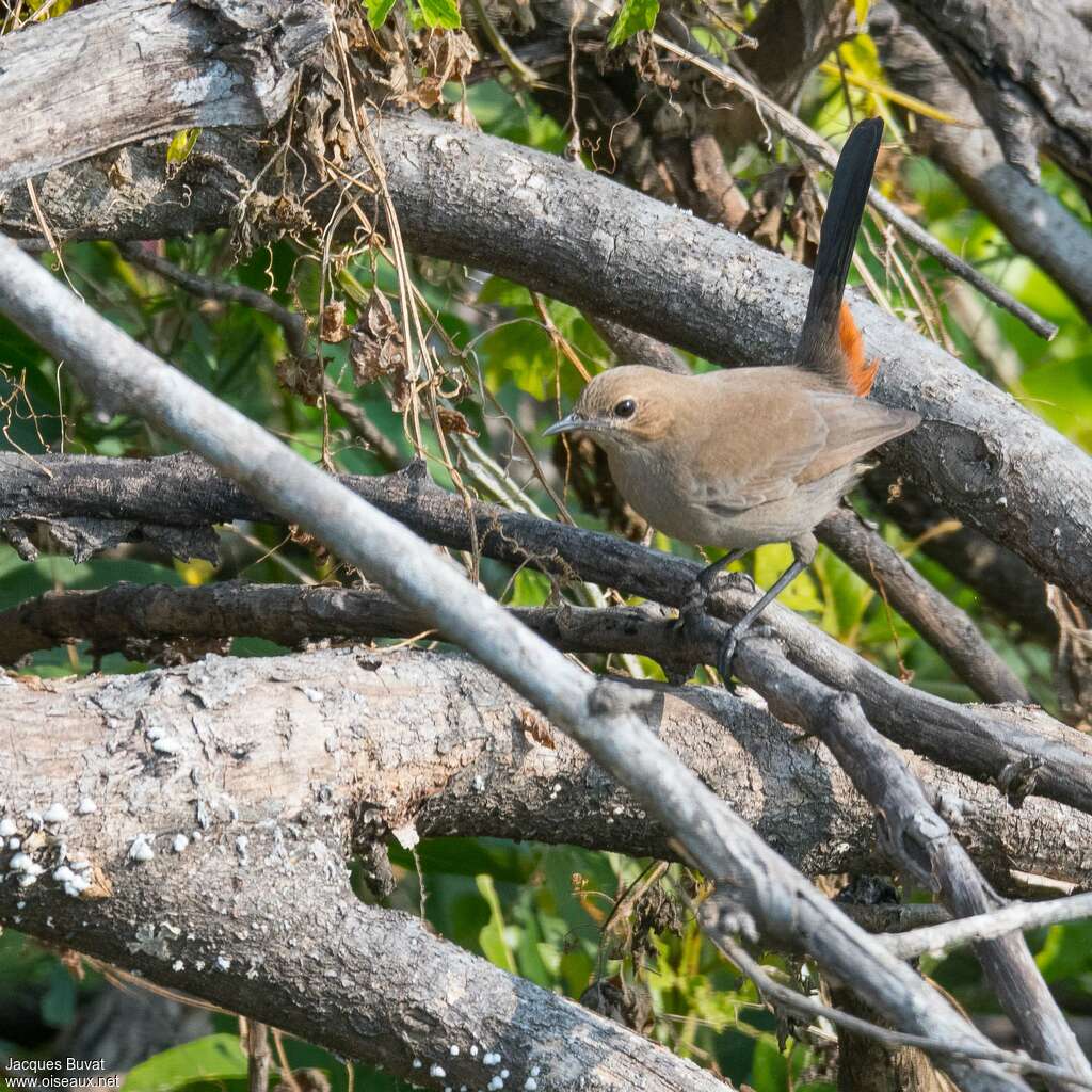 Pseudotraquet indien femelle adulte, identification