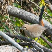 Indian Robin