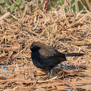 Indian Robin