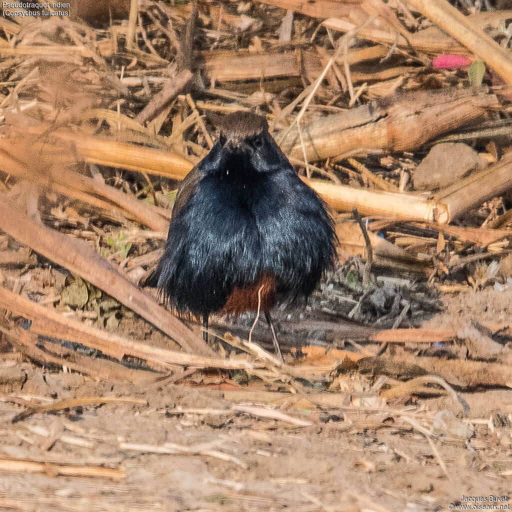 Indian Robin male adult, close-up portrait, aspect, pigmentation