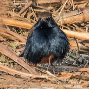 Indian Robin