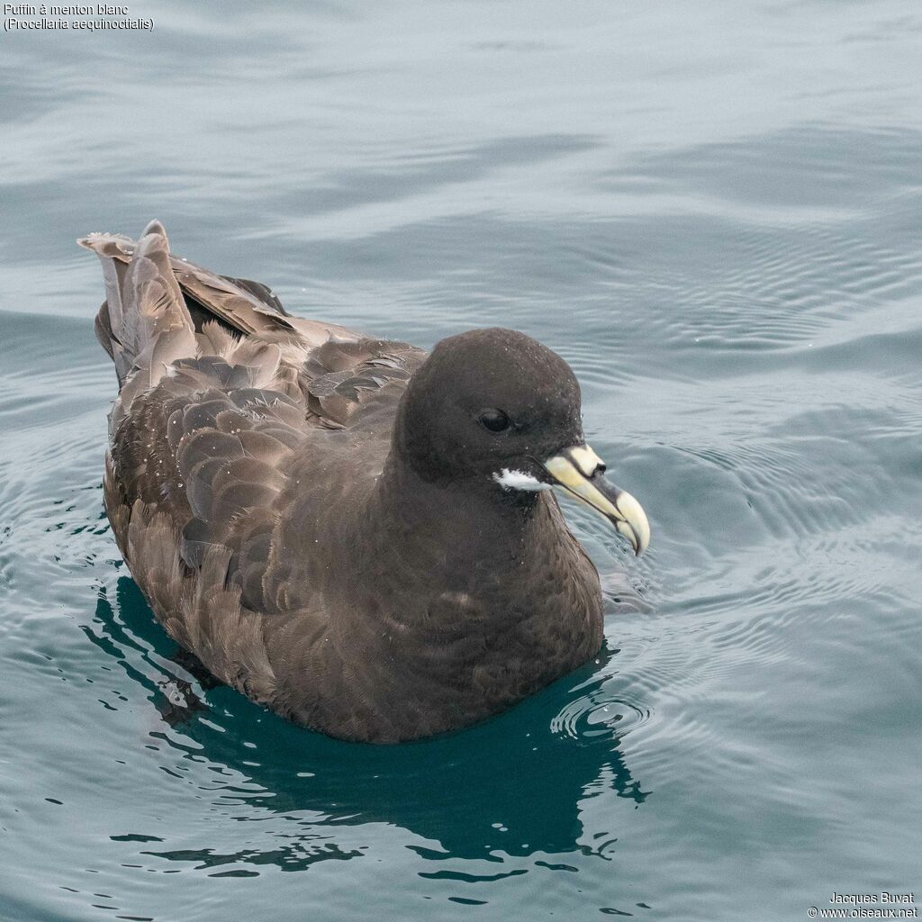 White-chinned Petrel