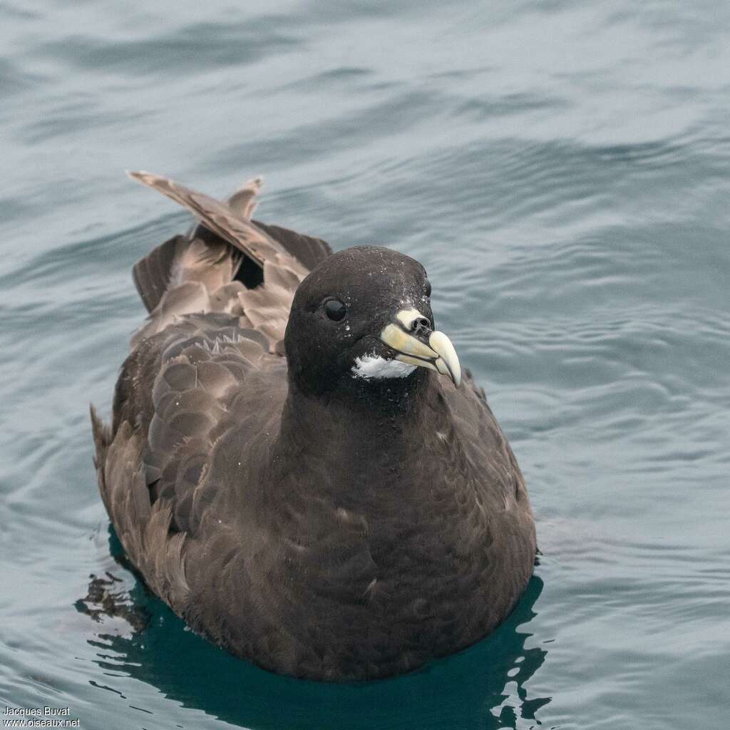 White-chinned Petreladult, close-up portrait