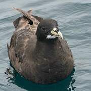 White-chinned Petrel