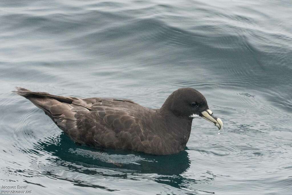 Puffin à menton blancadulte, identification