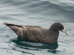 White-chinned Petrel