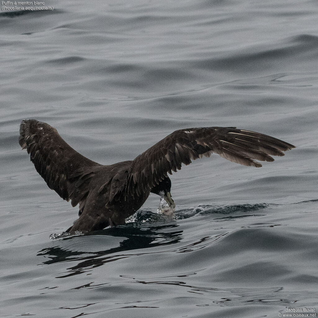 White-chinned Petreladult, aspect, pigmentation, swimming, eats