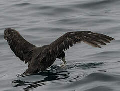 White-chinned Petrel