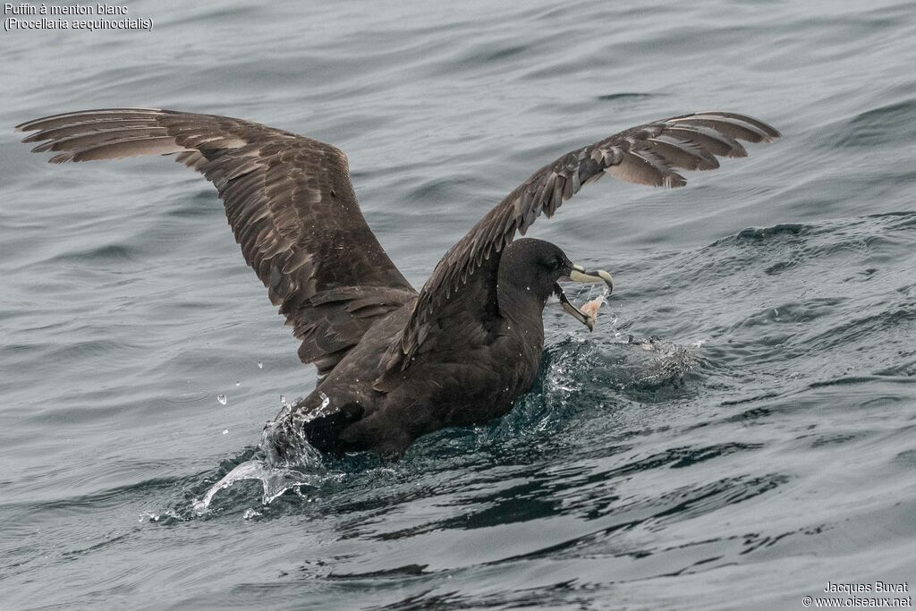 White-chinned Petreladult, identification, aspect, swimming, eats