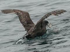 White-chinned Petrel