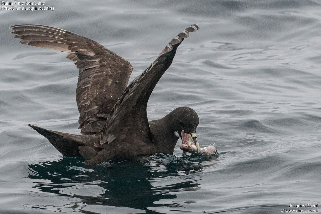 White-chinned Petreladult, identification, swimming, eats