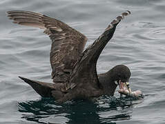 White-chinned Petrel