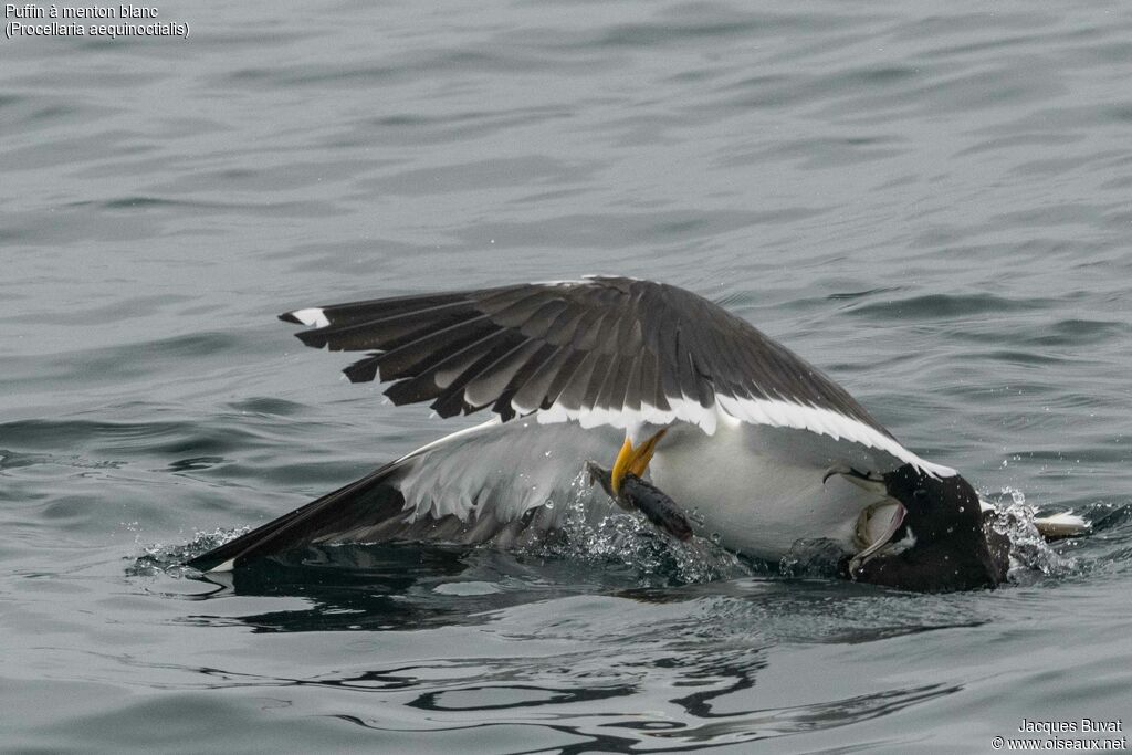 Puffin à menton blancadulte, mange, Comportement