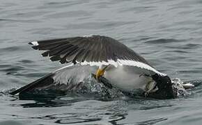 White-chinned Petrel