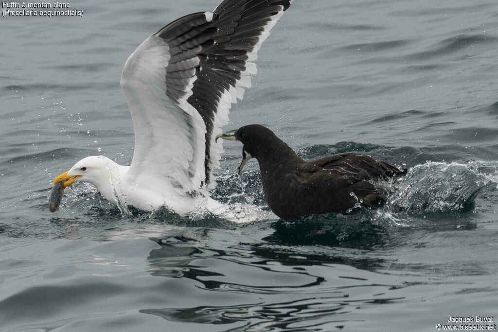 Puffin à menton blancadulte, nage, Comportement