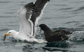 White-chinned Petrel