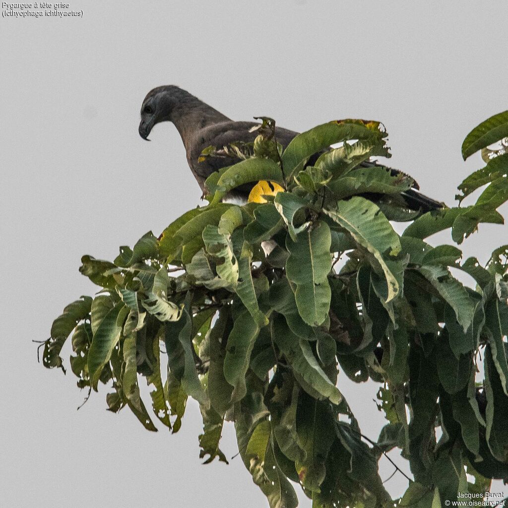 Grey-headed Fish Eagle