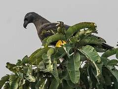 Grey-headed Fish Eagle