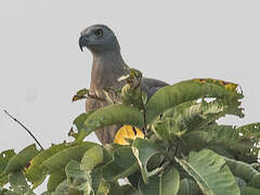 Grey-headed Fish Eagle