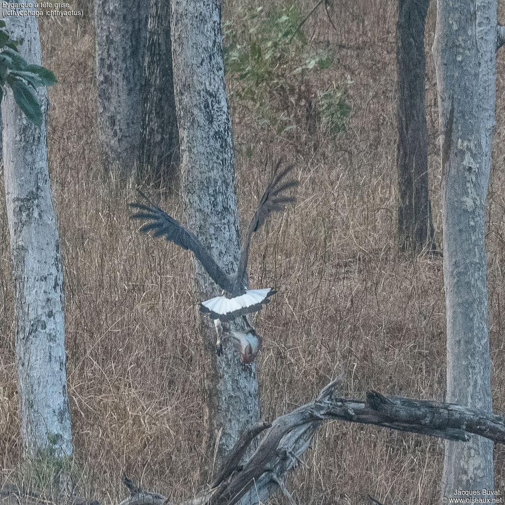 Grey-headed Fish Eagle