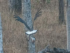 Grey-headed Fish Eagle