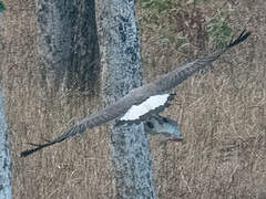 Grey-headed Fish Eagle