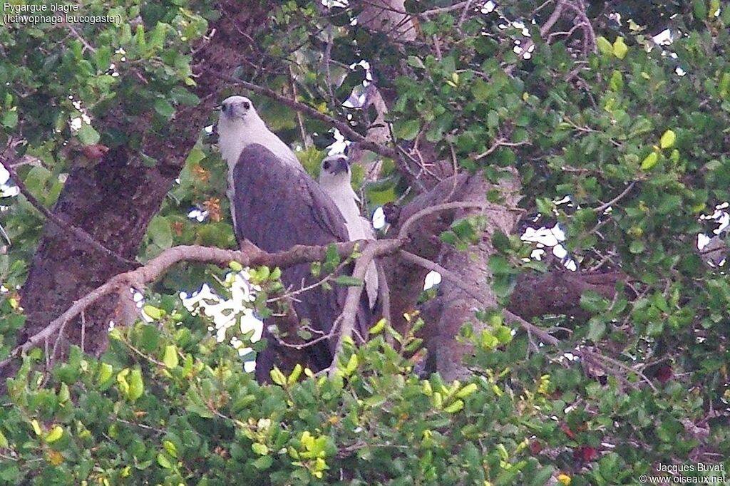 White-bellied Sea Eagleadult