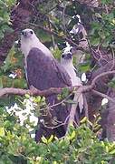 White-bellied Sea Eagle