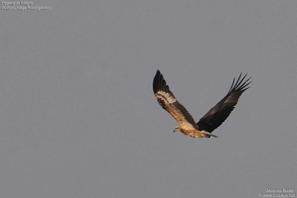 White-bellied Sea Eaglejuvenile